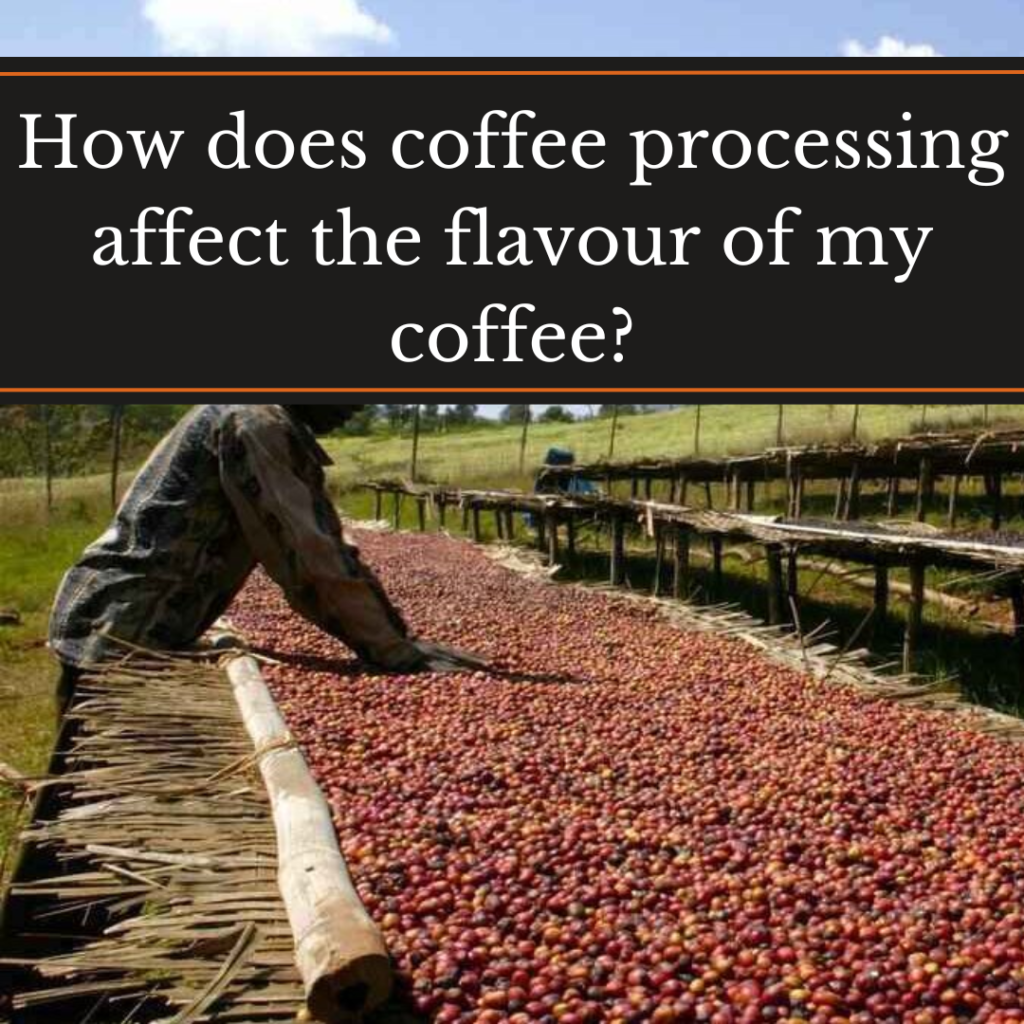 How does coffee processing affect the flavour of my coffee? Coffee cherries drying on raised beds