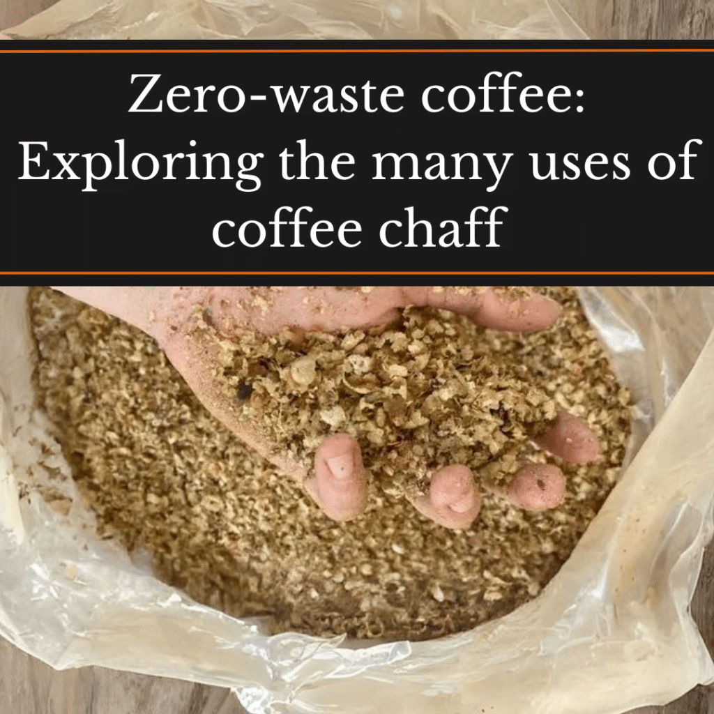 Zero-waste coffee: exploring the many uses of coffee chaff, hands holding chaff
