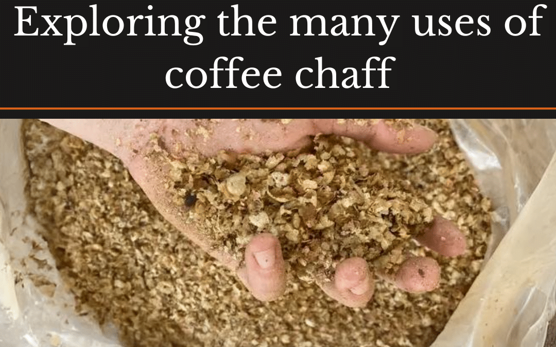 Zero-waste coffee: exploring the many uses of coffee chaff, hands holding chaff