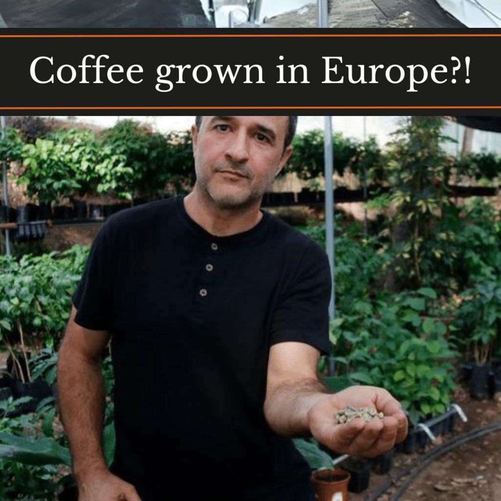 Coffee grown in Europe?!