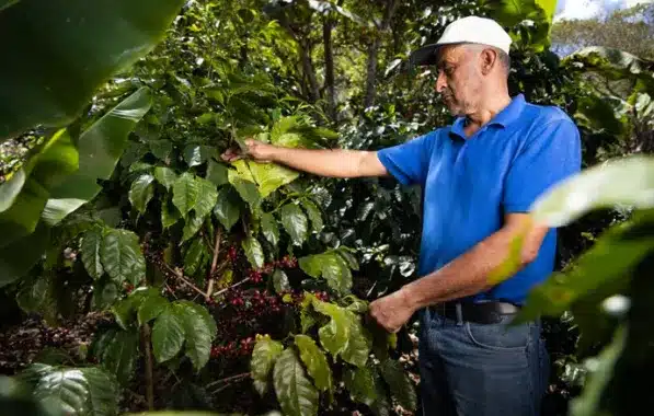 Honduras Sept Roasters Choice